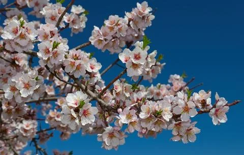 The blossoming peach branch. Stock Photos