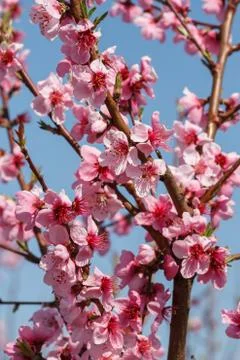 Blossoming peach close-up 库存照片