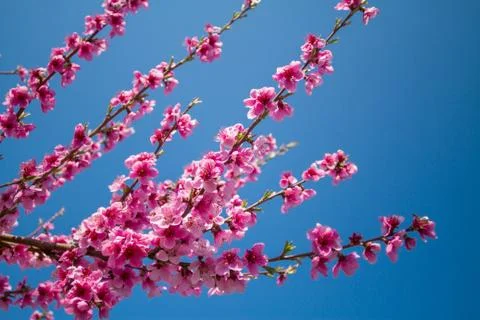 Blossoming peach close-up Фото