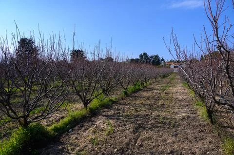 Blossoming peach orchard in spring under a bright blue sky with bare branch.. Stock Photos