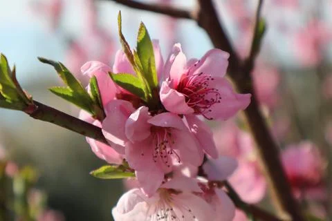 Blossoming peach, spring Stock Photos