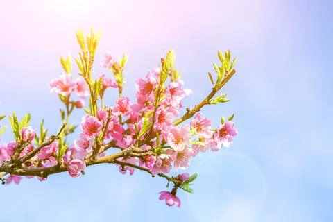Blossoming peach tree branches, the background blurred. Close up of a peach Stock Photos