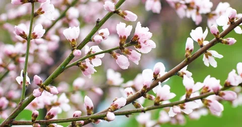 Blossoming peach tree branches. Spring peach garden. 4k. Stock Footage 127034140