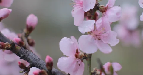 Blossoming peach tree branches. Spring peach garden. 4k. Close Up macro tracking Stock Footage 128252101