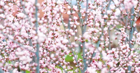 Blossoming peach tree branches. Spring peach garden. 4k. Stock Footage 172411988