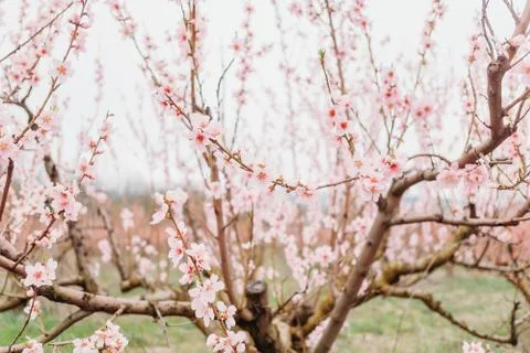 Blossoming peach tree. Stock Photos