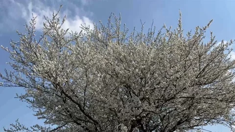 Blossoming on a peach tree in spring Stock Footage 239103083