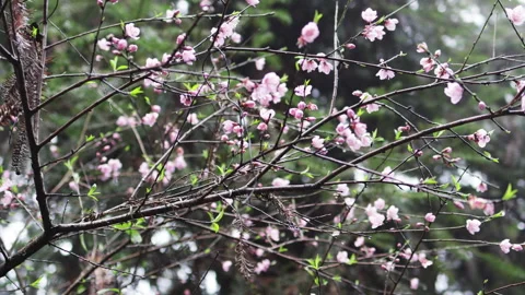 Blossoming peach tree standing tall among dark firs. Stock Footage 305834522