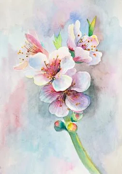 Blossoming pear branch Stock Illustration