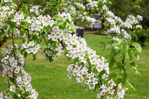 Blossoming pear branches in warm spring. Many bright white flowers on the bra Stock Photos