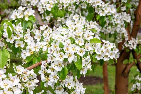 Blossoming pear branches in warm spring. Many bright white flowers on the bra Foto stock