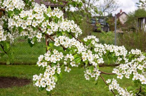 Blossoming pear branches in warm spring. Many bright white flowers on the bra Stock Photos