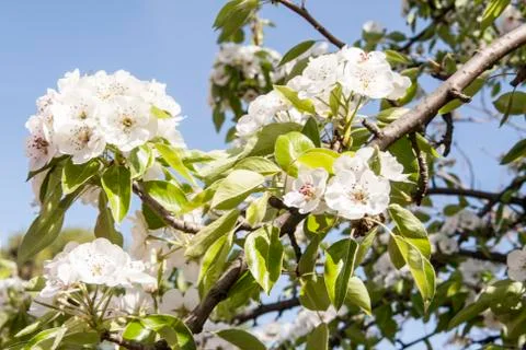Blossoming of a pear Stock Photos