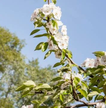 Blossoming of a pear Stock Photos