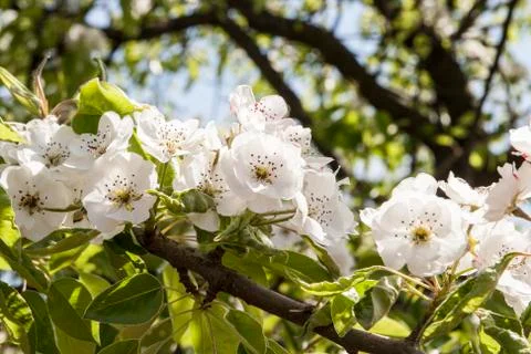 Blossoming of a pear Stock Photos