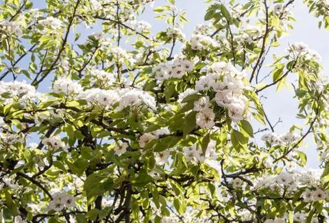 Blossoming of a pear Stock Photos