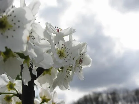 Blossoming pear tree against the cloudy sky . Tuscany, Italy Stock Photos