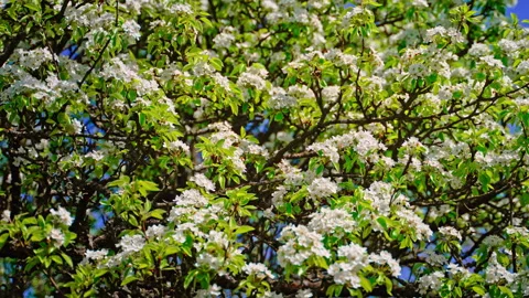 Blossoming pear tree branch with delicate white flowers and vibrant green leaves Stock Footage 309122647