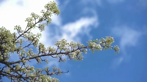 Blossoming pear tree branches against a bright blue sky background Video stock 310422266