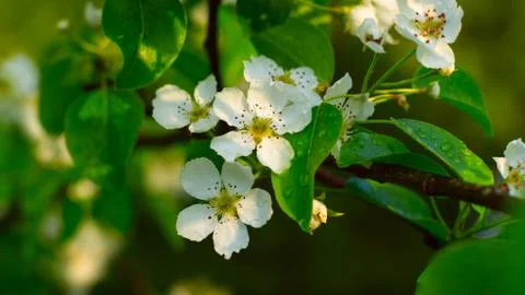 Blossoming pear-tree Stock Photos