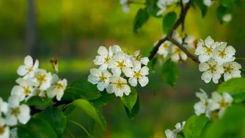 Blossoming pear-tree Foto stock