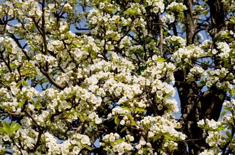 Blossoming pear tree Stock Photos