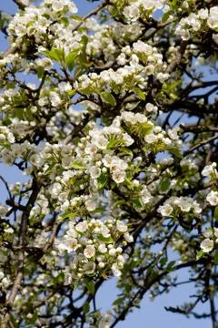 Blossoming pear tree Stock Photos