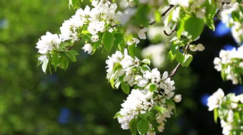 Blossoming pear tree in spring day Stock Footage 49921348