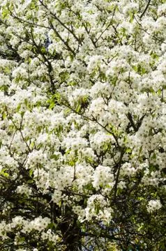 Blossoming pear tree in spring Stock Photos