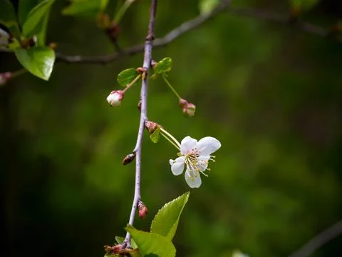 Blossoming pear tree. Summer background. Spring. Flowering branch Stock Photos