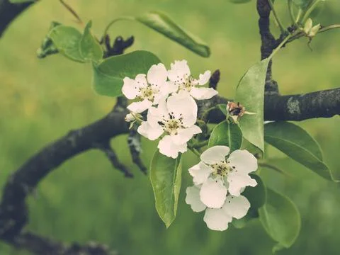 Blossoming pear tree. Summer background. Spring. Flowering branch Stock Photos