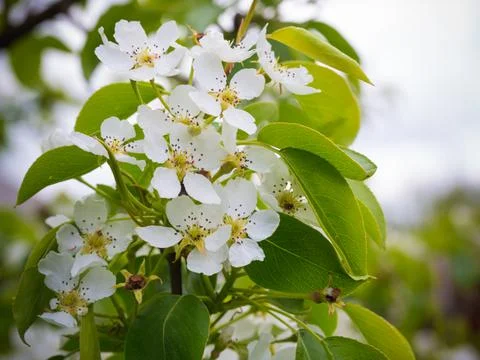 Blossoming pear tree. Summer background. Spring. Flowering branch Stock Photos