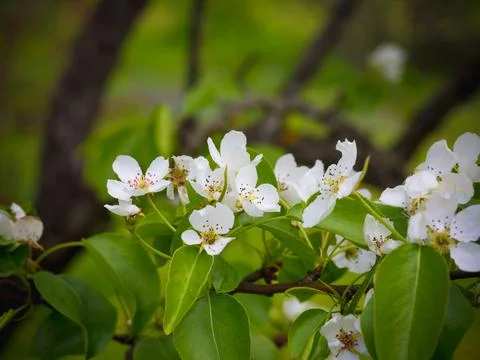 Blossoming pear tree. Summer background. Spring. Flowering branch Stock Photos