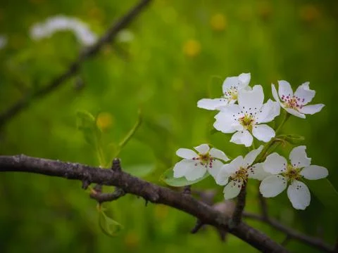 Blossoming pear tree. Summer background. Spring. Flowering branch Stock Photos