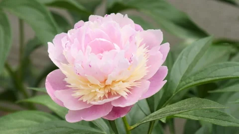 Blossoming peony sway with the wind 库存影片 195801210