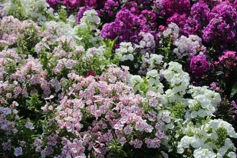 Blossoming phlox Stock Photos