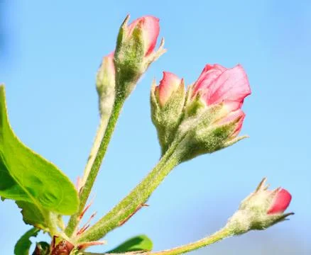 Blossoming Foto stock