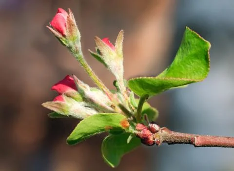 Blossoming Stock Photos