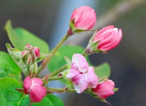 Blossoming Stock Photos