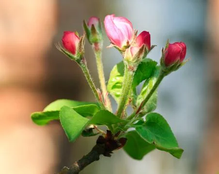 Blossoming Stock Photos