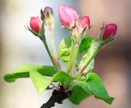 Blossoming Stock Photos