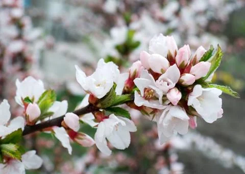 Blossoming Stock Photos