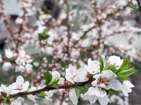 Blossoming Stock Photos