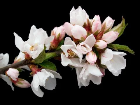 Blossoming Stock Photos