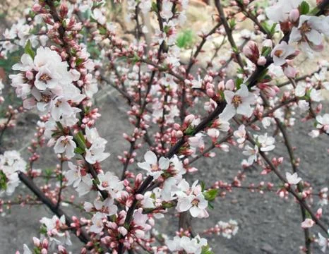 Blossoming Stock Photos