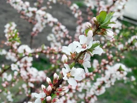 Blossoming Stock Photos