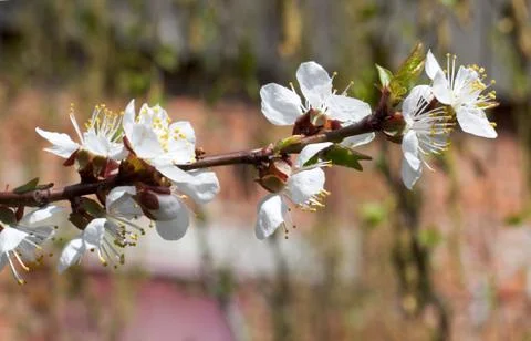 Blossoming Stock Photos