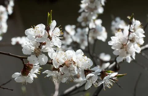 Blossoming Stock Photos