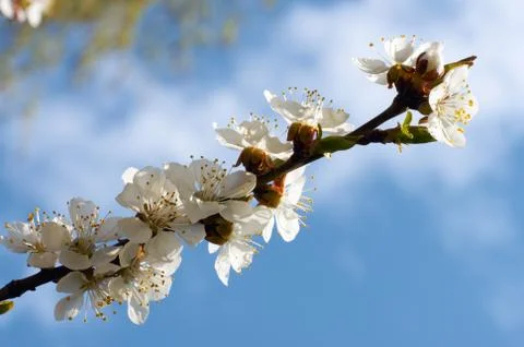 Blossoming Stock Photos
