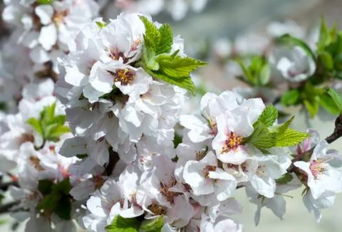 Blossoming Stock Photos